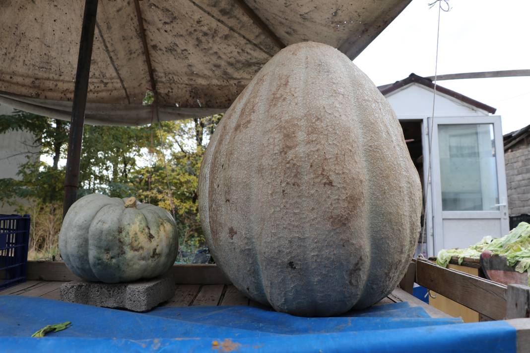 51 kiloluk dev kabak! 2 kişinin yardımıyla taşınıyor 1